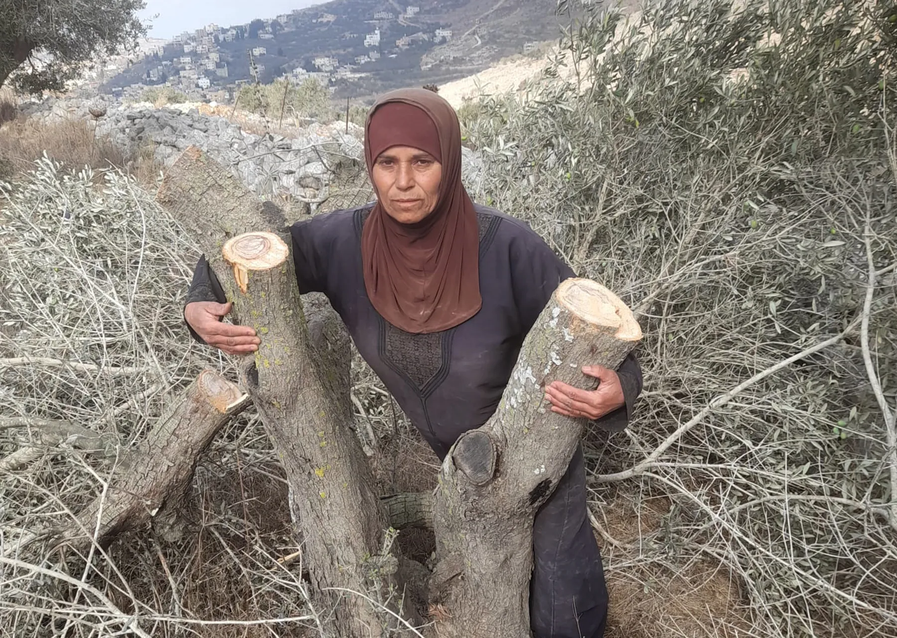 مستوطن يعتدي بالضرب على امرأة خلال قطف الزيتون – شاهد
