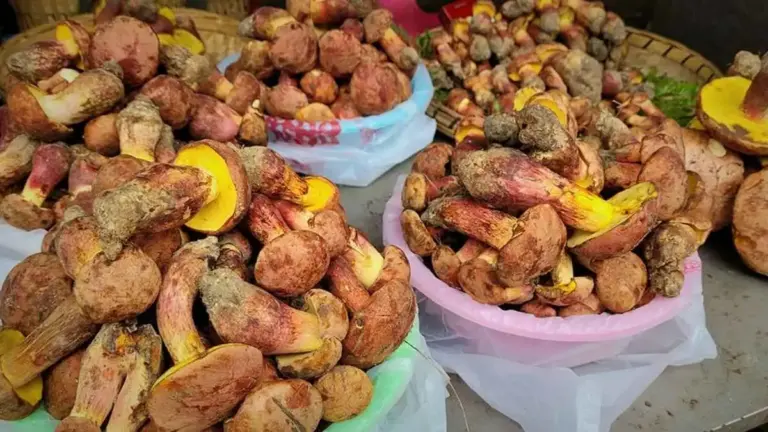 نبات غامض يسبب هلوسات في الصين