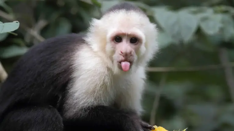 CapuchinAI.. ذكاء اصطناعي يختبر قدرات القرود في قلب الغابة
