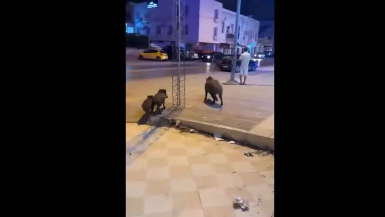 تونس.. قطيع “غاضب” من الخنازير البرية يهاجم سيارة