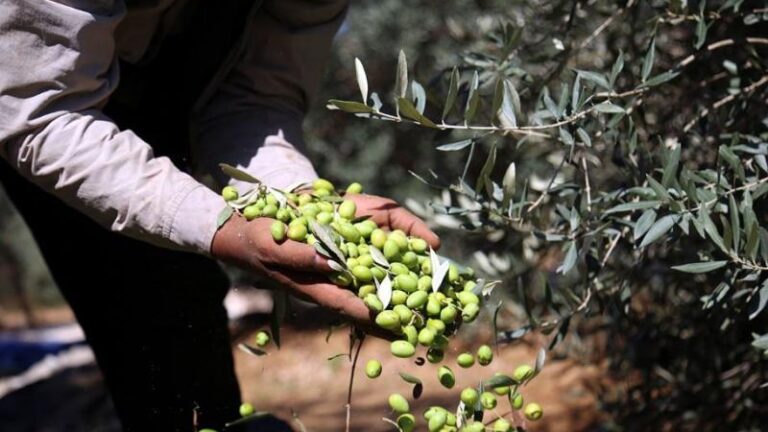مفتي القدس يحرم شراء زيت الزيتون وثماره من المستوطنين